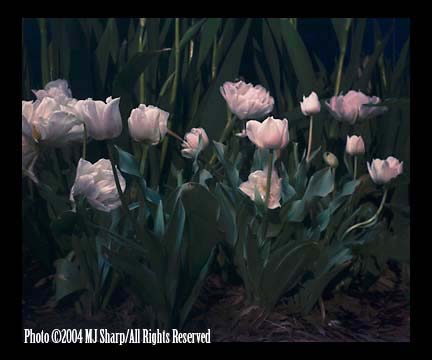 Dark_tulips2